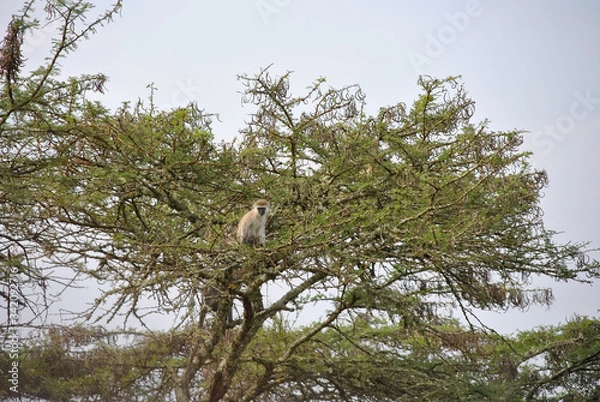 Fototapeta scimmia macaco in uganda