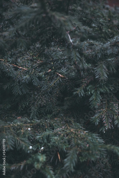 Obraz rain drops on the trees 