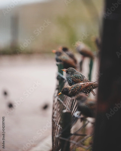 Obraz grasshopper on a branch