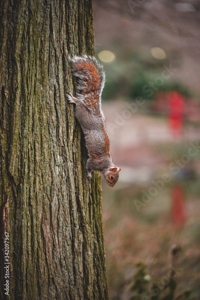 Obraz squirrel  in the forest