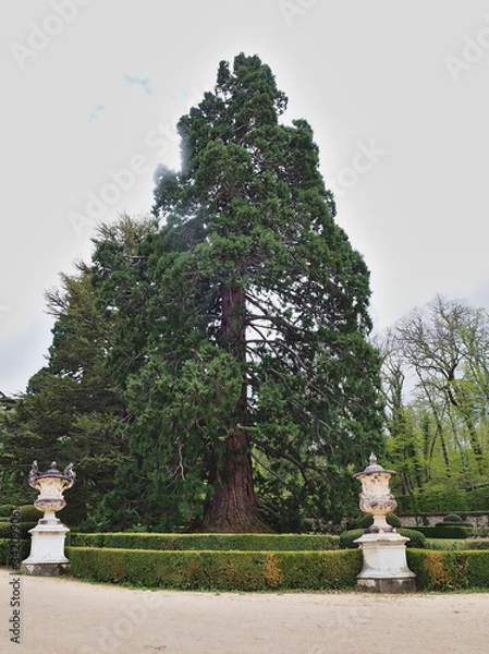 Obraz Stunning giant sequoia trees