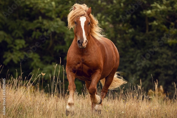 Fototapeta Schwarzwälder frontal
