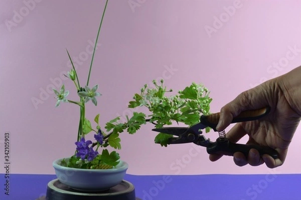 Fototapeta Ikebana japanese flower arranging and cutting in front of a pink background