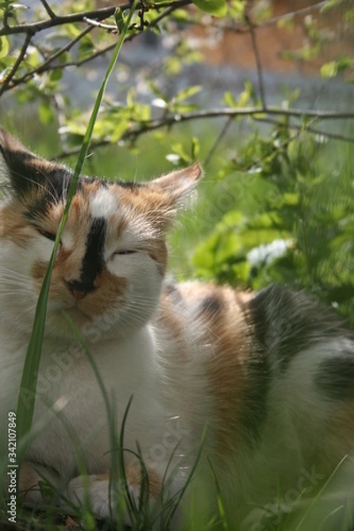 Obraz a cute little cat in the spring warm garden