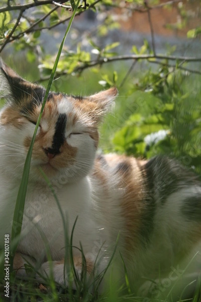 Obraz a cute little cat in the spring warm garden