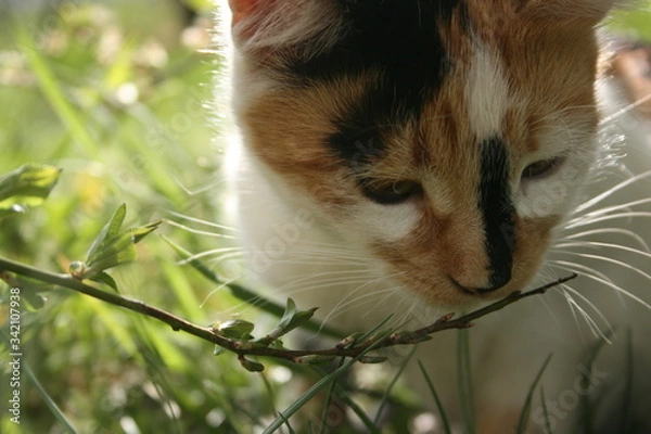 Obraz a cute little cat in the spring warm garden