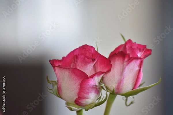 Obraz Two pink roses