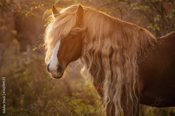 Obraz Schwarzwälder