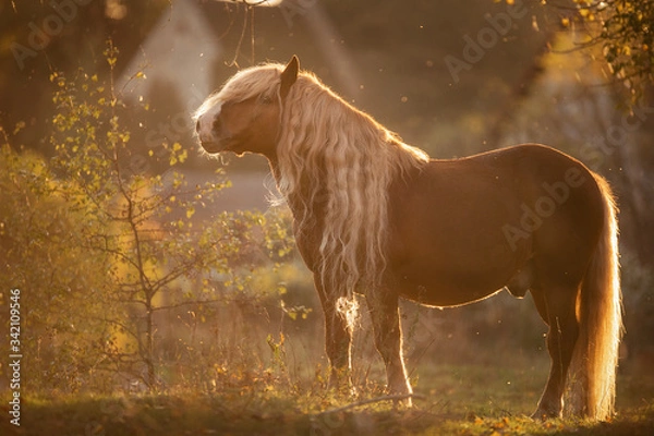 Fototapeta Schwarzwälder