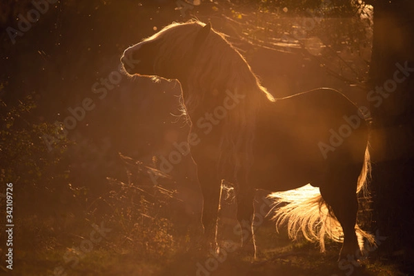 Obraz Schwarzwälder im Gegenlicht