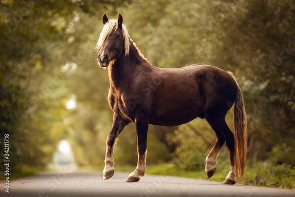 Obraz Schwarzwälder