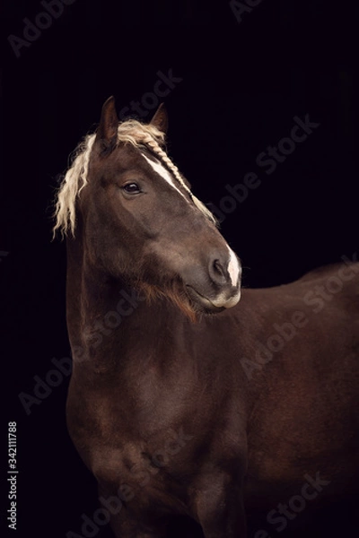 Obraz Schwarzwälder vor Schwarz