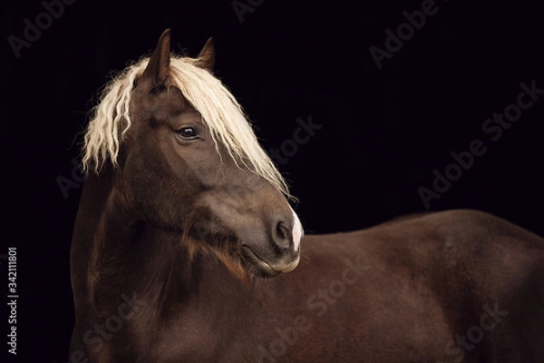 Obraz Schwarzwälder vor Schwarz