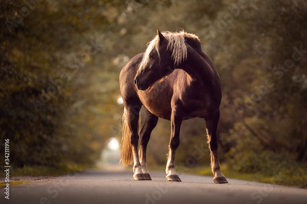 Obraz Schwarzwälder