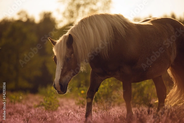 Fototapeta Schwarzwälder in der Heide