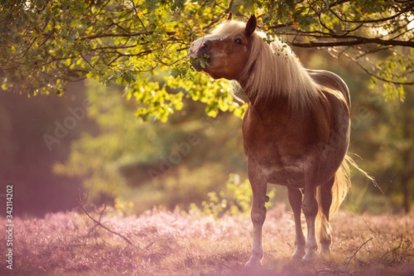 Obraz Schwarzwälder in der Heide