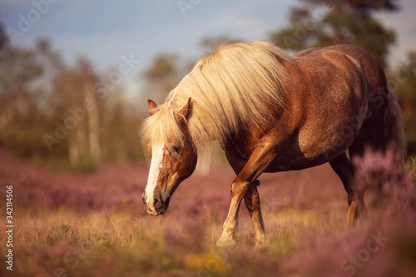 Obraz Schwarzwälder in der Heide