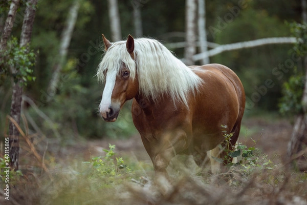 Obraz Schwarzwälder