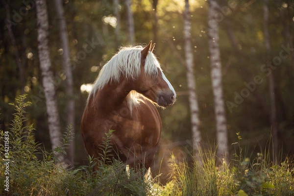 Obraz Schwarzwälder