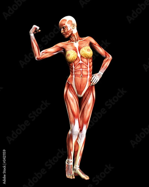 Obraz muscle body 2