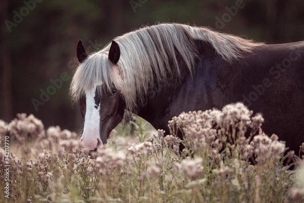 Obraz Schwwarzwälder