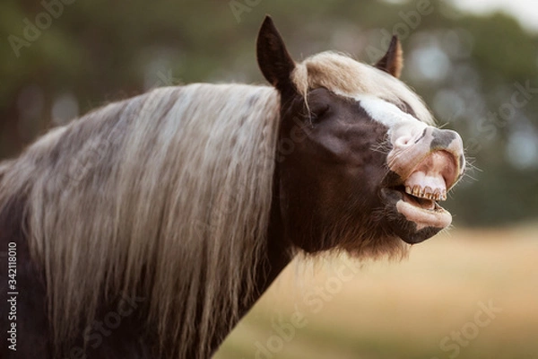 Obraz Schwwarzwälder