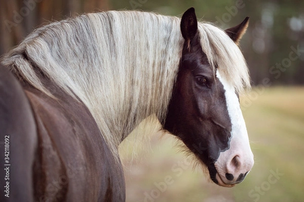 Obraz Schwwarzwälder