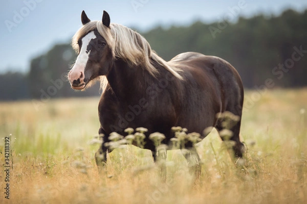 Obraz Schwwarzwälder