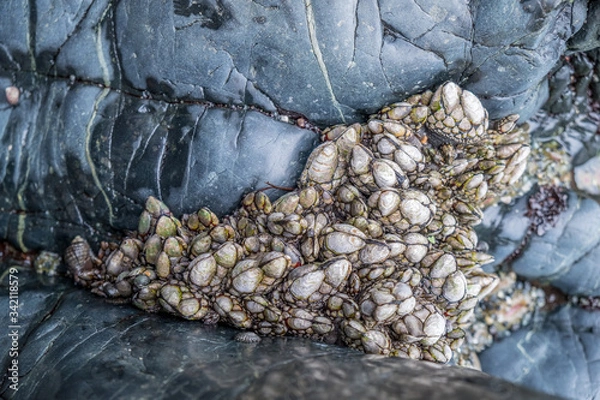 Fototapeta Multiple gooseneck barnacles growing in tidepool in northwest saltwater pacific ocean area