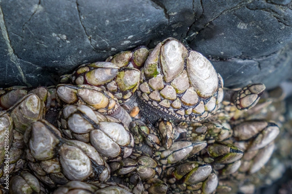 Fototapeta close up of multiple gooseneck barnacles growing in tidepool in northwest saltwater pacific ocean area