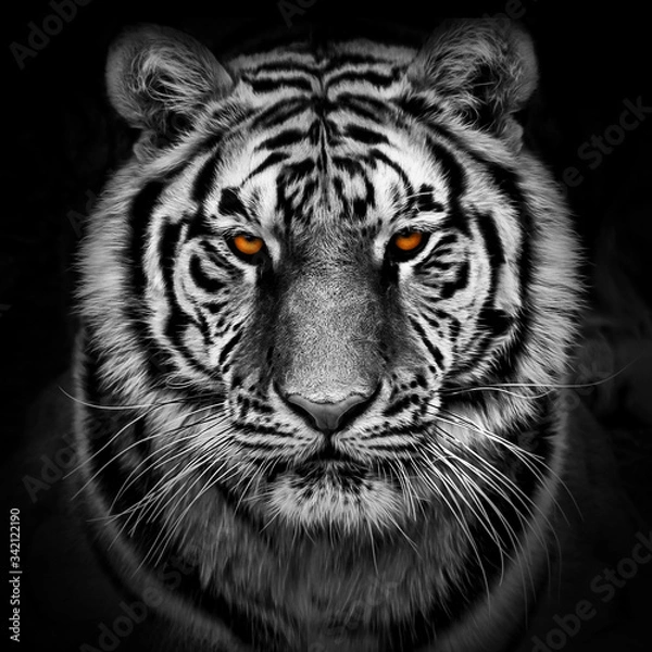 Fototapeta Zbliżenie głowy tygrysa