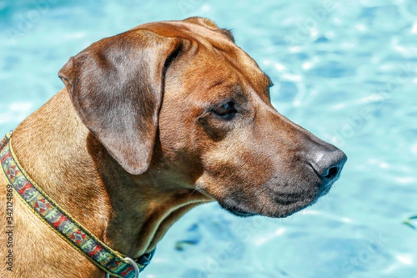 Fototapeta Rhodesian Ridgeback