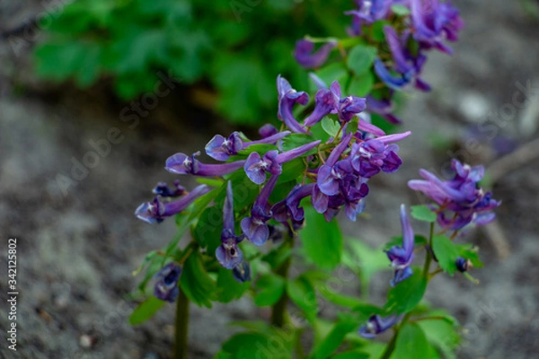 Obraz purple spring flower - Corydalis, close-up
