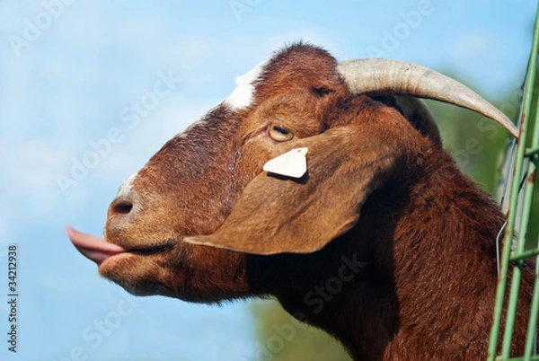 Obraz Niegrzeczny koziołek