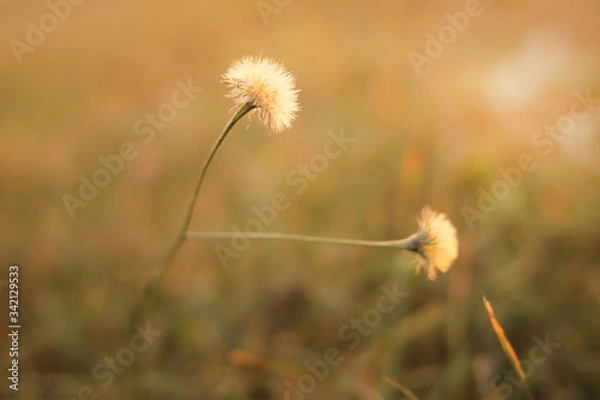 Fototapeta soft fluffy flowers in the field illuminated by the sun