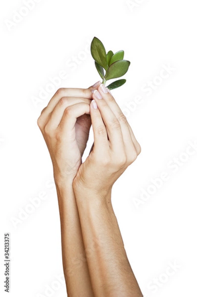 Obraz Growing green plant