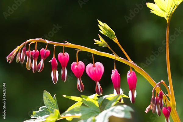 Obraz dicentra