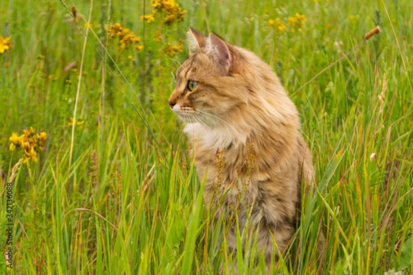 Fototapeta Striped brown cat walks and hunts in the green grass in the field. An animal in nature.