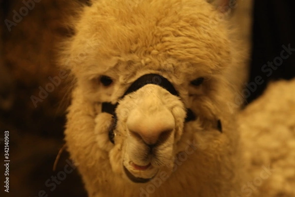 Obraz ALPACA, CLOSEUP WHITE AND BROWN, EYE