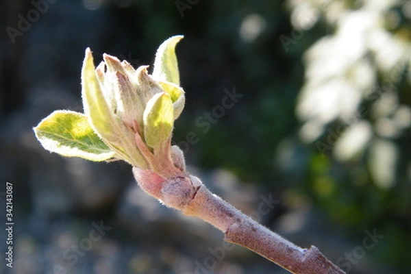 Obraz Devonshire Qwarenndom Apple tree blossoms buds