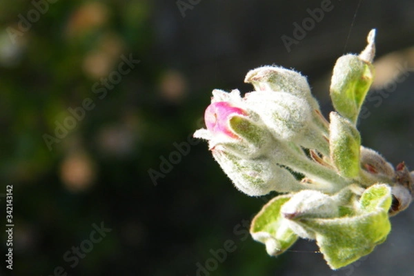Obraz Devonshire Qwarenndom Apple tree blossoms buds