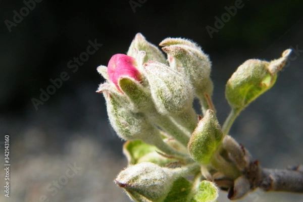Obraz Devonshire Qwarenndom Apple tree blossoms buds