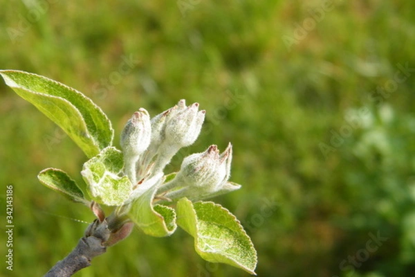 Obraz Devonshire Qwarenndom Apple tree blossoms buds