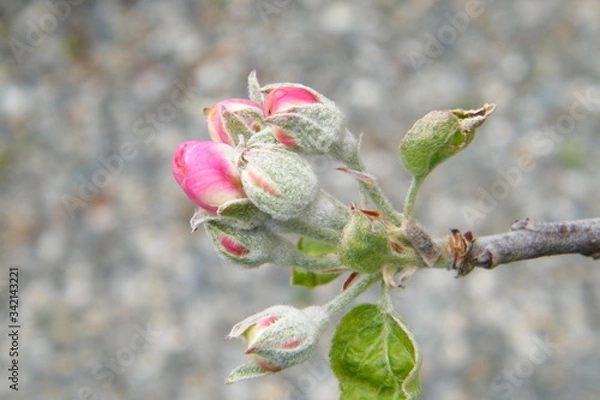 Obraz Devonshire Qwarenndom Apple tree blossoms buds