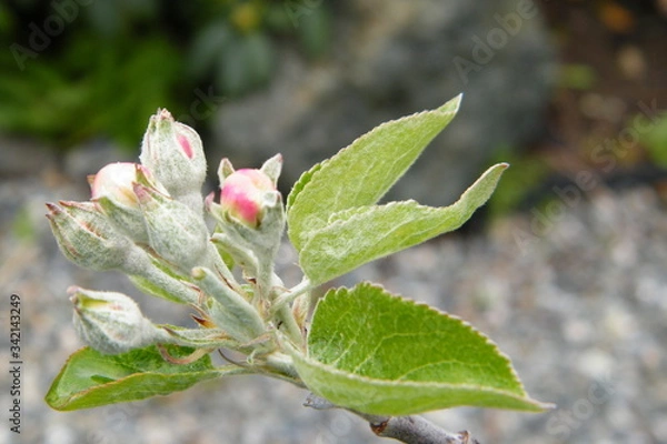 Obraz Devonshire Qwarenndom Apple tree blossoms buds