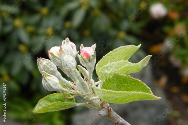 Obraz Devonshire Qwarenndom Apple tree blossoms buds