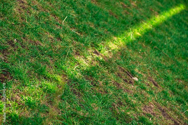 Fototapeta A ray of sunlight on a green lawn. The yellow ray runs diagonally. Natural background. Green grass. On a Sunny summer day.