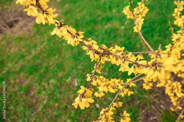 Fototapeta Yellow forsythia shrub. Branches covered with many yellow flowers.