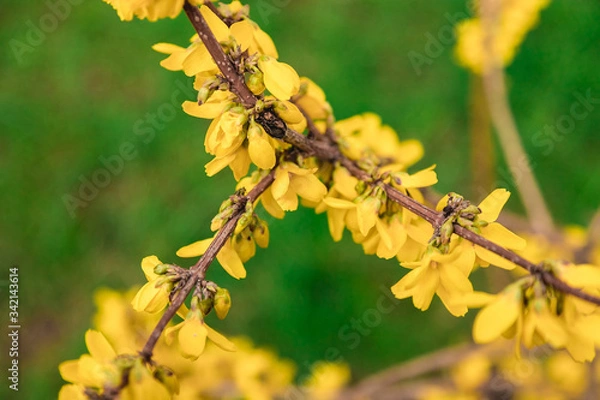 Fototapeta Yellow forsythia shrub. Branches covered with many yellow flowers.