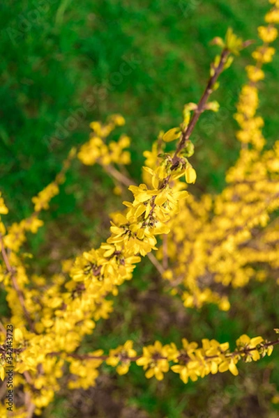Fototapeta Yellow forsythia shrub. Branches covered with many yellow flowers.